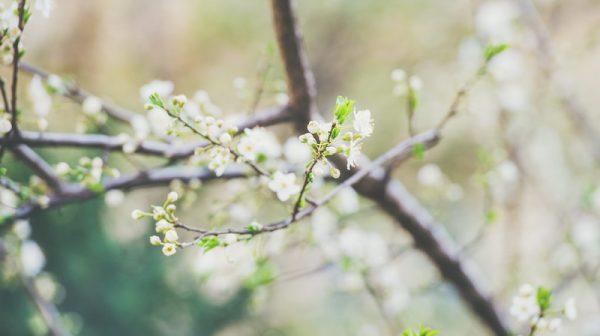 Springtime street blossom. Blooming tree branch, white flowers on tree, selective focus