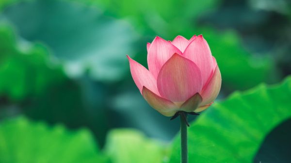 Beautiful pink lotus flower with green leaves in pond