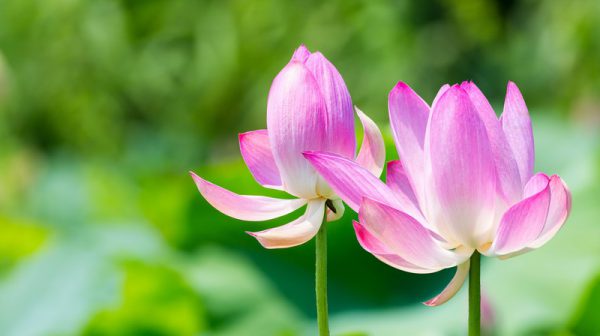 the beautiful lotus blooms in summer