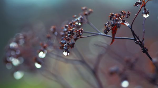 rain drops on a branch. shallow depth of field