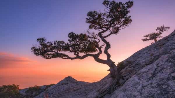 Tree on rock in Crimea